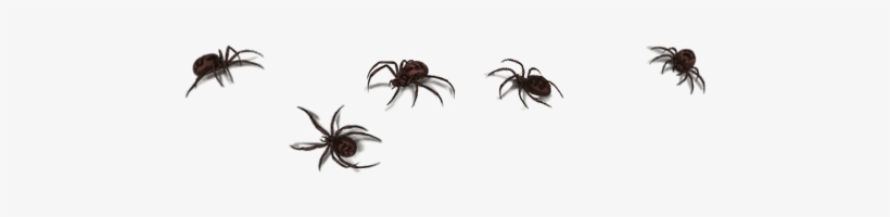 Wolf Spider, transparent png download