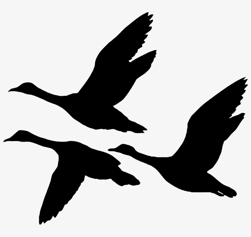 Tamzdezignsproduct Categories Archives Page 47 Of - Flying Ducks Silhouette Png, transparent png download