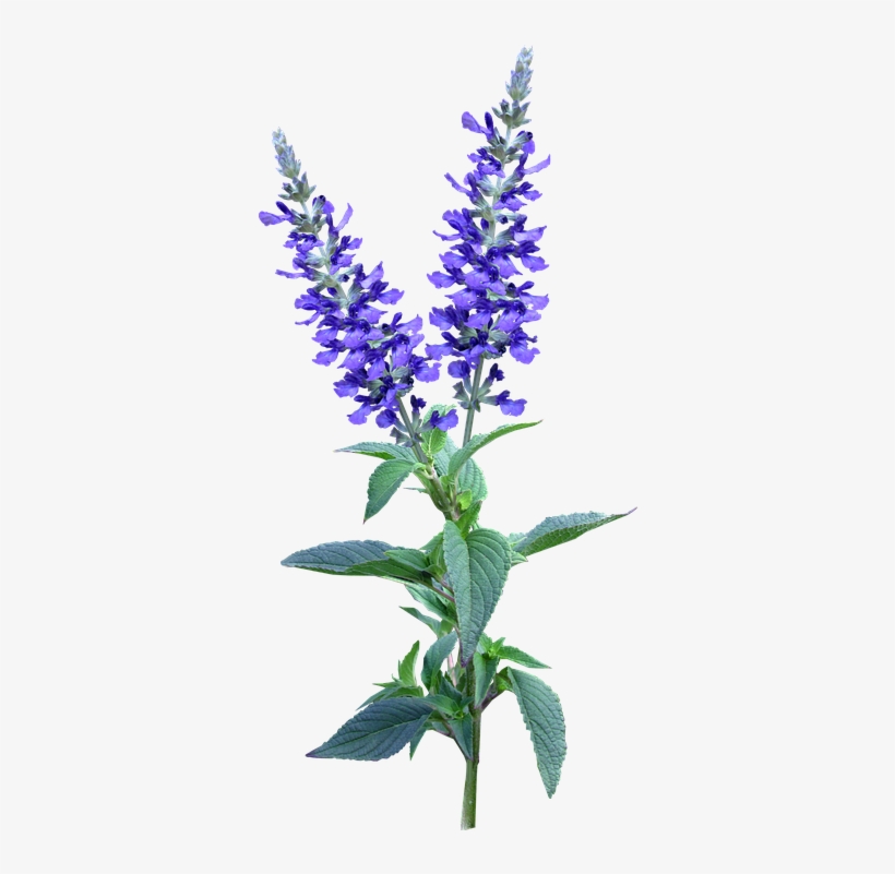 Flower, Blue, Stem, Plant, Garden - Flower Garden Blue Png, transparent png download