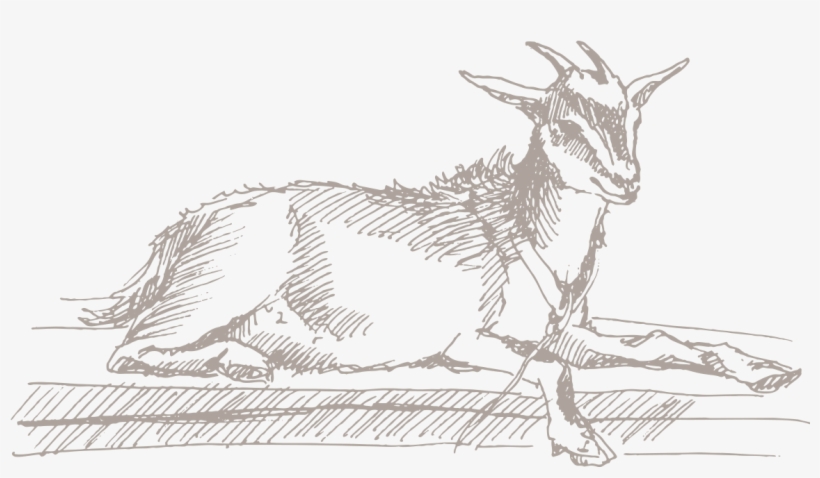 Goat Showmanship, Class - Sketch, transparent png download
