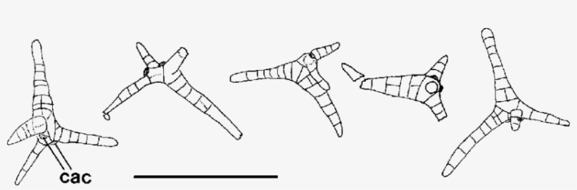 Sphacelaria Carolinensis Trono From The Xisha Islands - Line Art, transparent png download