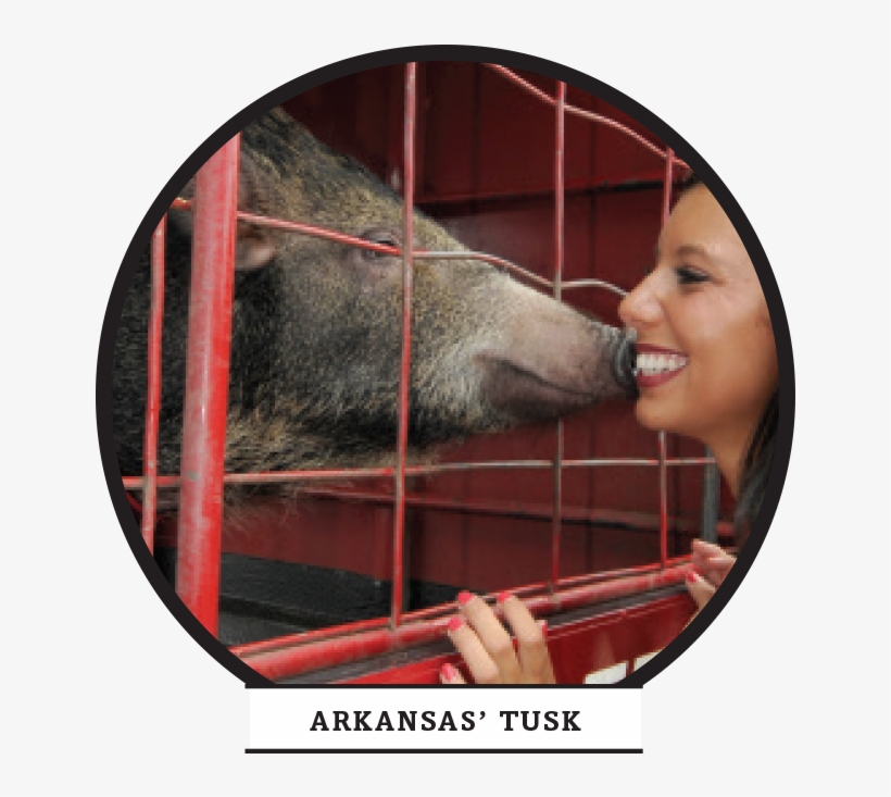 Four-legged Friends - Boar, transparent png download