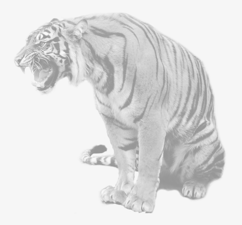 India - Maltese Tiger, transparent png download