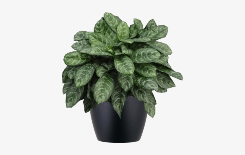 Aglaonema Calypso Low-light, Interior Plant In Black - Aglaonema Calypso, transparent png download