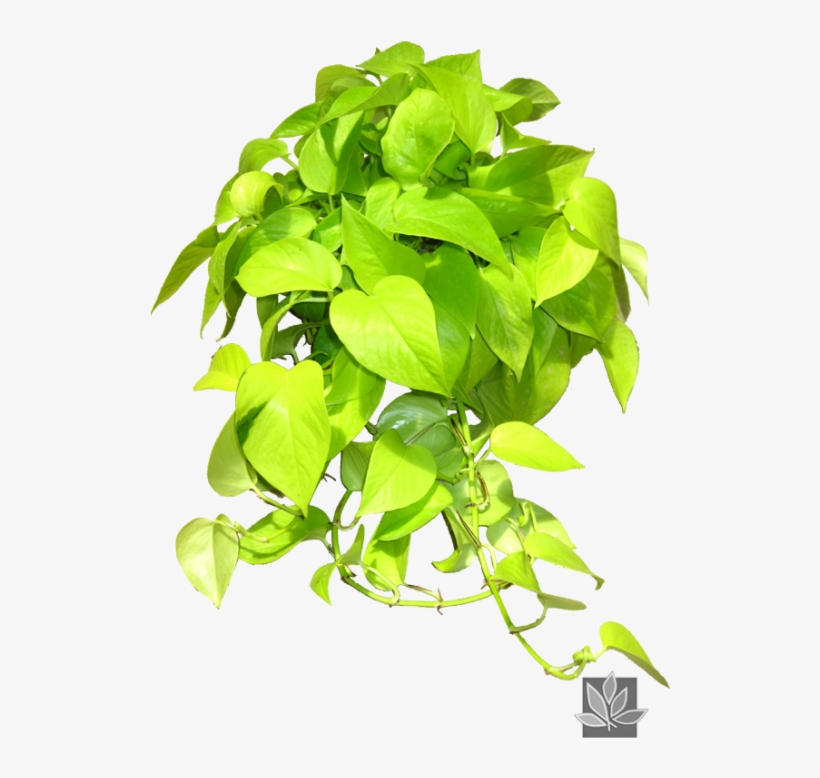 Neon Pothos Pothos Neon Plant Interscapes Indoor Office - Epipremnum Aureum Neon Png, transparent png download