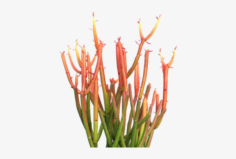 Euphorbia Tirucalli 'firesticks' Office Plants, Succulent - Succulent Plant, transparent png download
