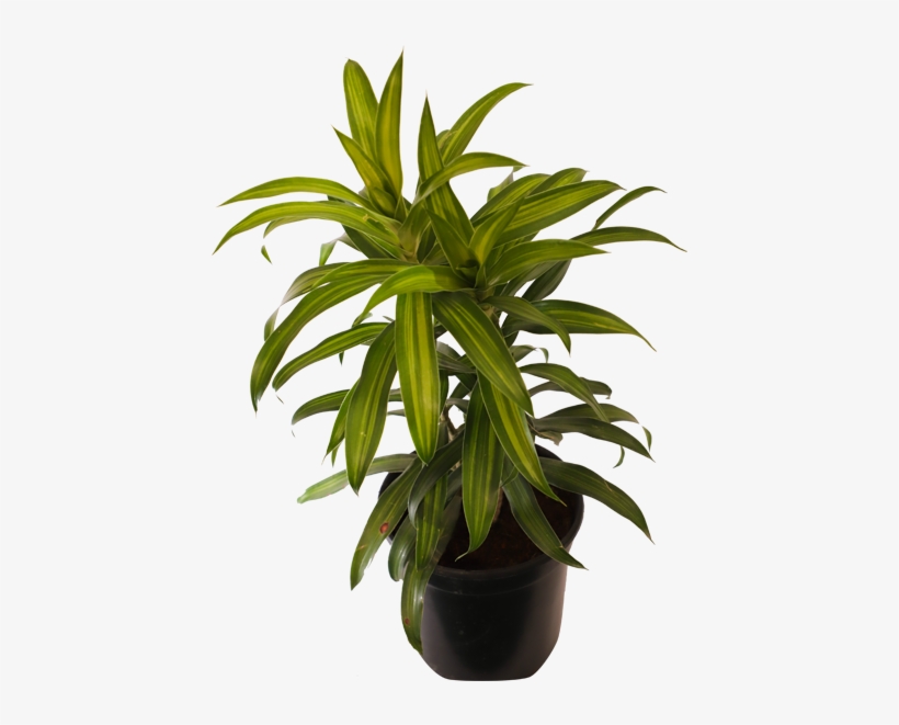 Dracaena Massangeana - Dracaena Fragrans, transparent png download