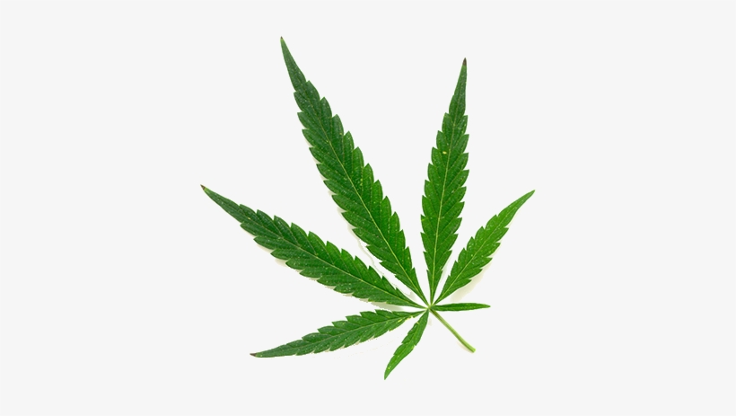 Florida Department Of Health Office Of Medical Marijuana - Bud Leaf Png, transparent png download