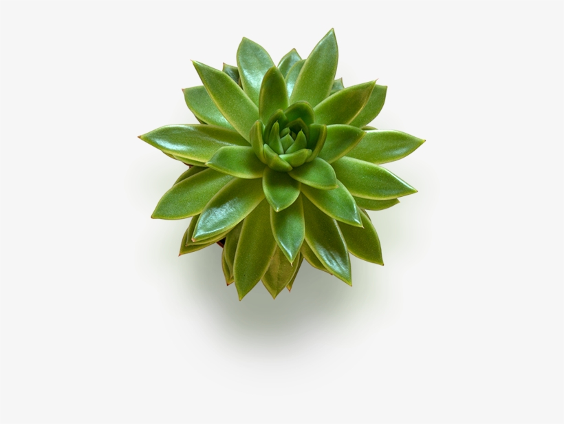 I - Diabetes Type 2 By Sandra Cabot, transparent png download