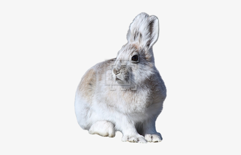 Parent Category - Mountain Hare Png, transparent png download