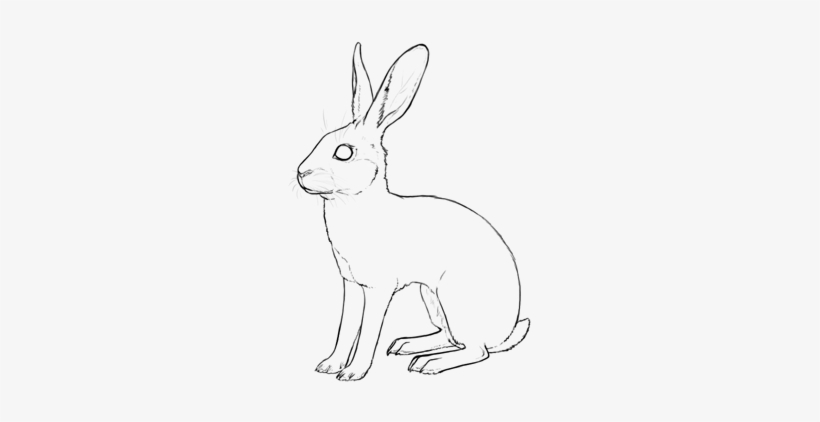 Belgian Hare - Hare, transparent png download