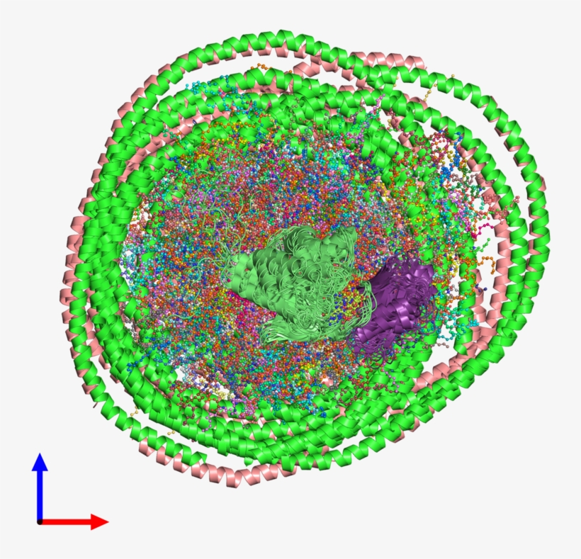 Pdb 2mse Coloured By Chain And Viewed From The Front - Circle, transparent png download