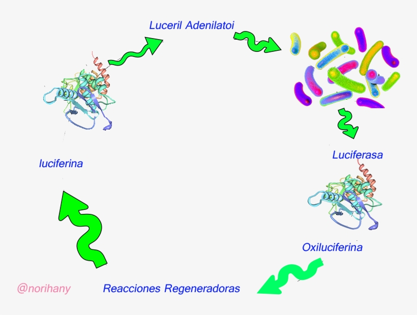 Proceso - Propiedades De Las Proteinas, transparent png download