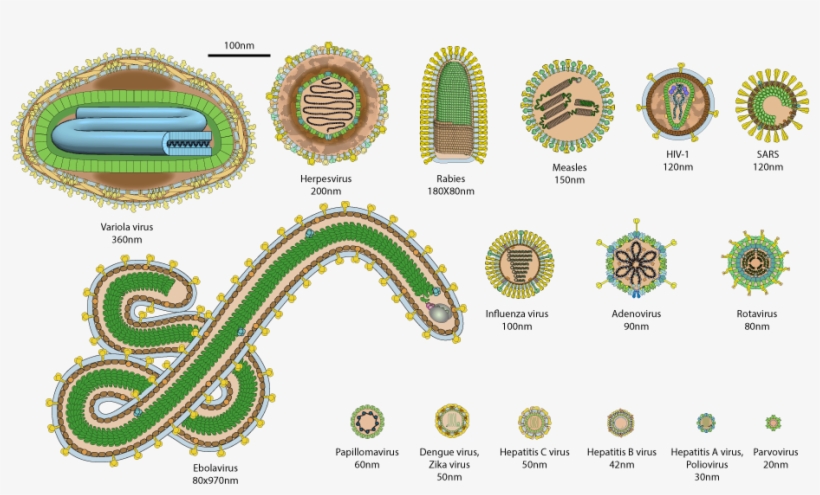 This Picture Displays Most Common Human Viruses With - Virus Size, transparent png download