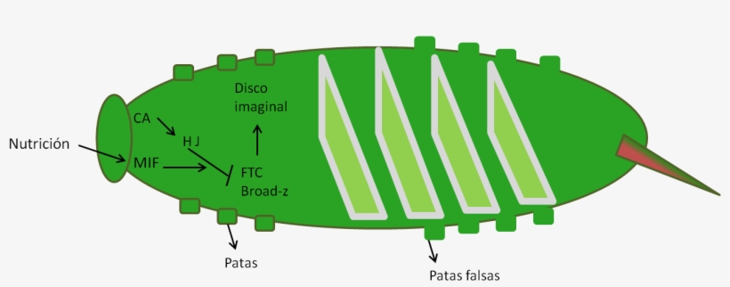 Representación Simplificada Del Proceso Que Ocurre - Larva, transparent png download