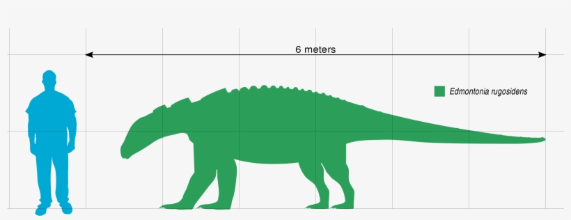 File - Edmontonia Scale - Svg - Edmontonia, transparent png download