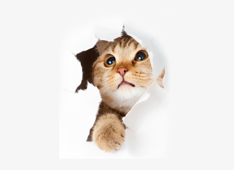 7 Pictures, A Children's Game, Type Format - Mysterious Cat Ebook, transparent png download