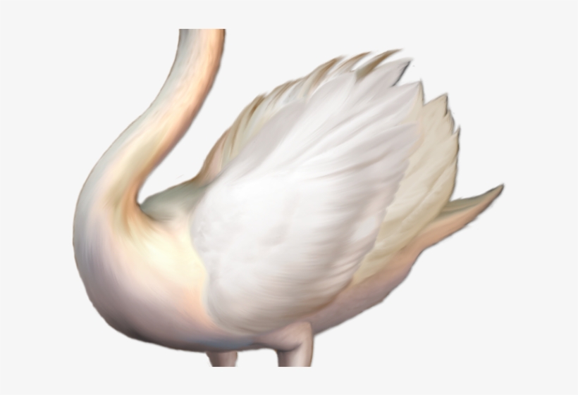 Free On Dumielauxepices Net Tundra - Whooper Swan Png, transparent png download