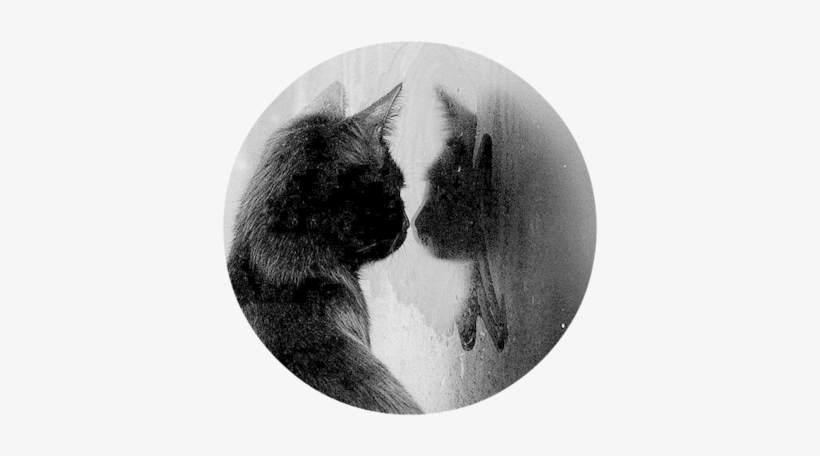 Black Cat Sad Windgfuow Favim - Black Cat Sad, transparent png download