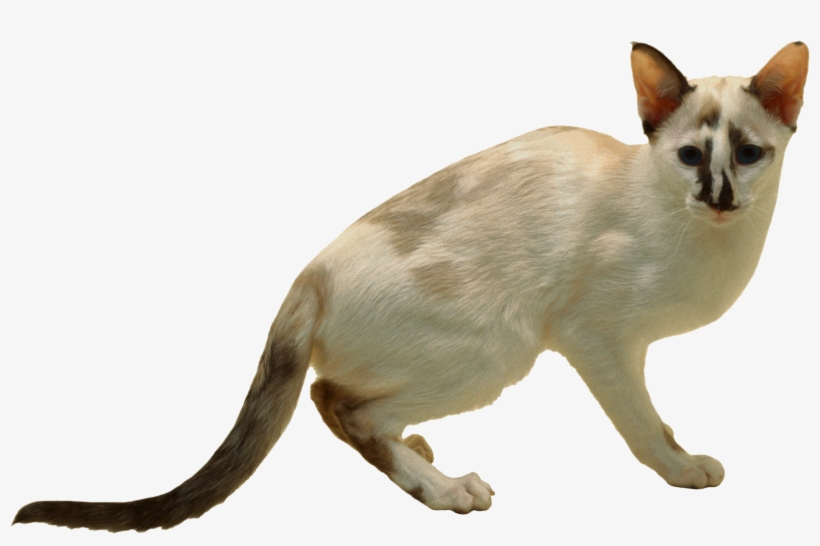 Cat, transparent png download