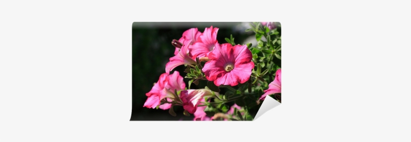 Tree Mallow, transparent png download