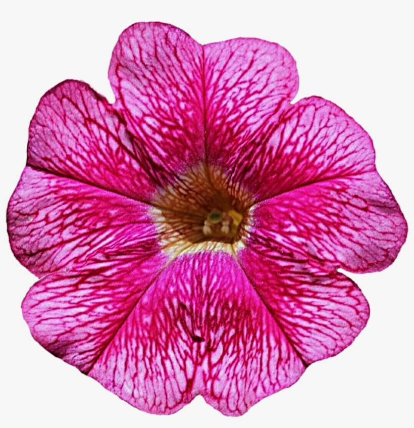 Petunia Png Photos - Petunia Png, transparent png download