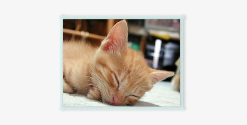 Cat, transparent png download