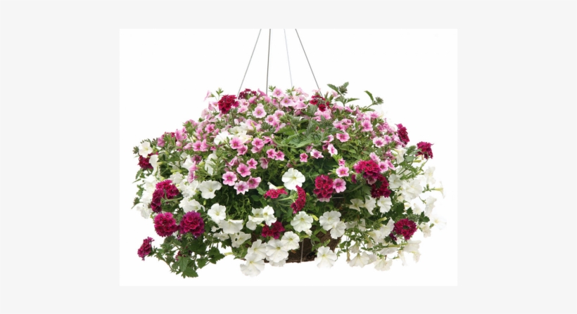 Hanging Mixed Planter - Hybrid Image, transparent png download