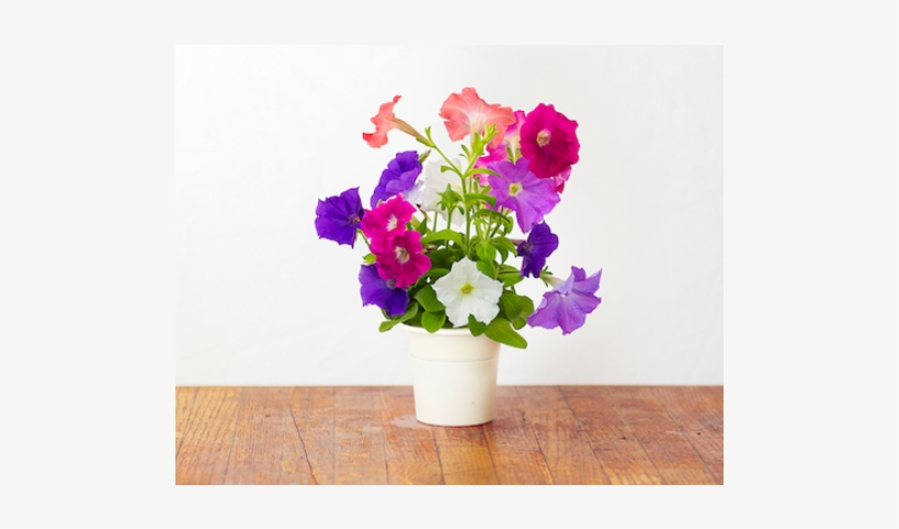 Petunia Click And Grow, transparent png download