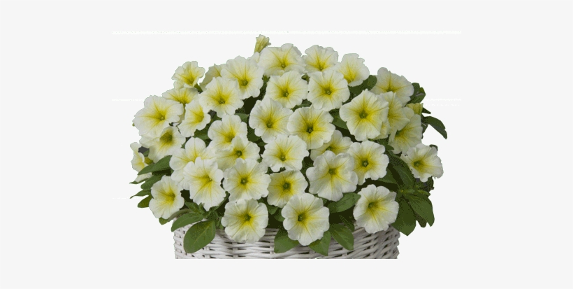 Petunia Lime Yellow - Petunia, transparent png download