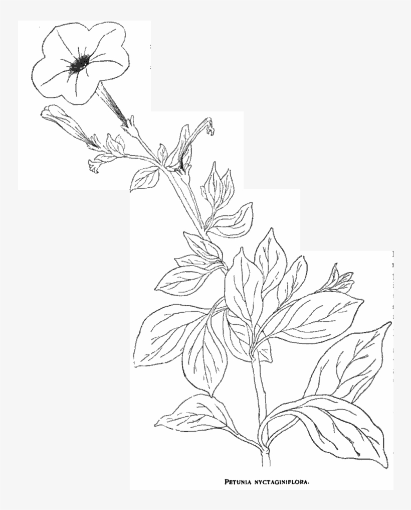 Jussieu, Constructed The Genus Petunia, And Named The - Drawing, transparent png download