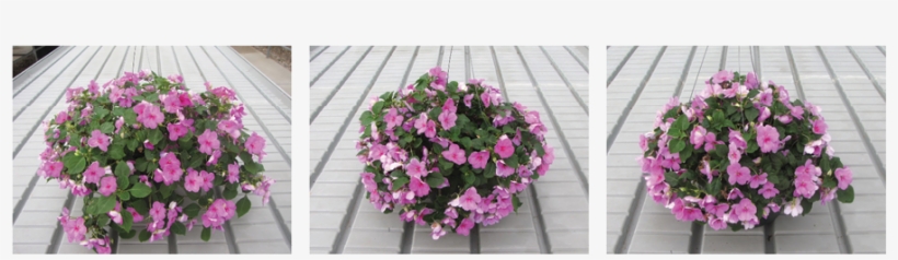 Super Elfin Lavender Impations Were Left Untreated - Periwinkle, transparent png download