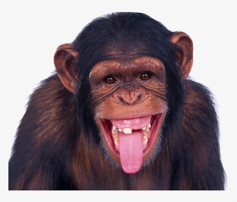 Free Png Monkey Png Images Transparent - Monkey Png, transparent png download
