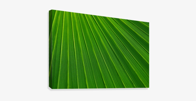 Abstract Green Lines Canvas Print - Palmblatt-druck-raum-schablonen-tropisches Grün Postkarte, transparent png download