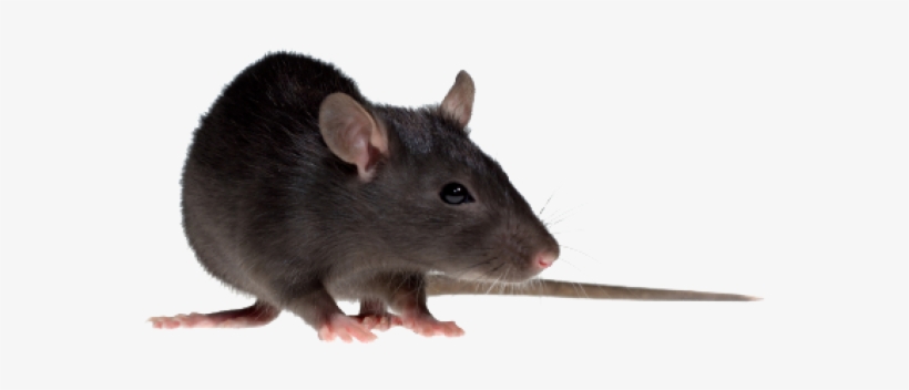 Rat Mouse Png Free Download - House Rat Png, transparent png download