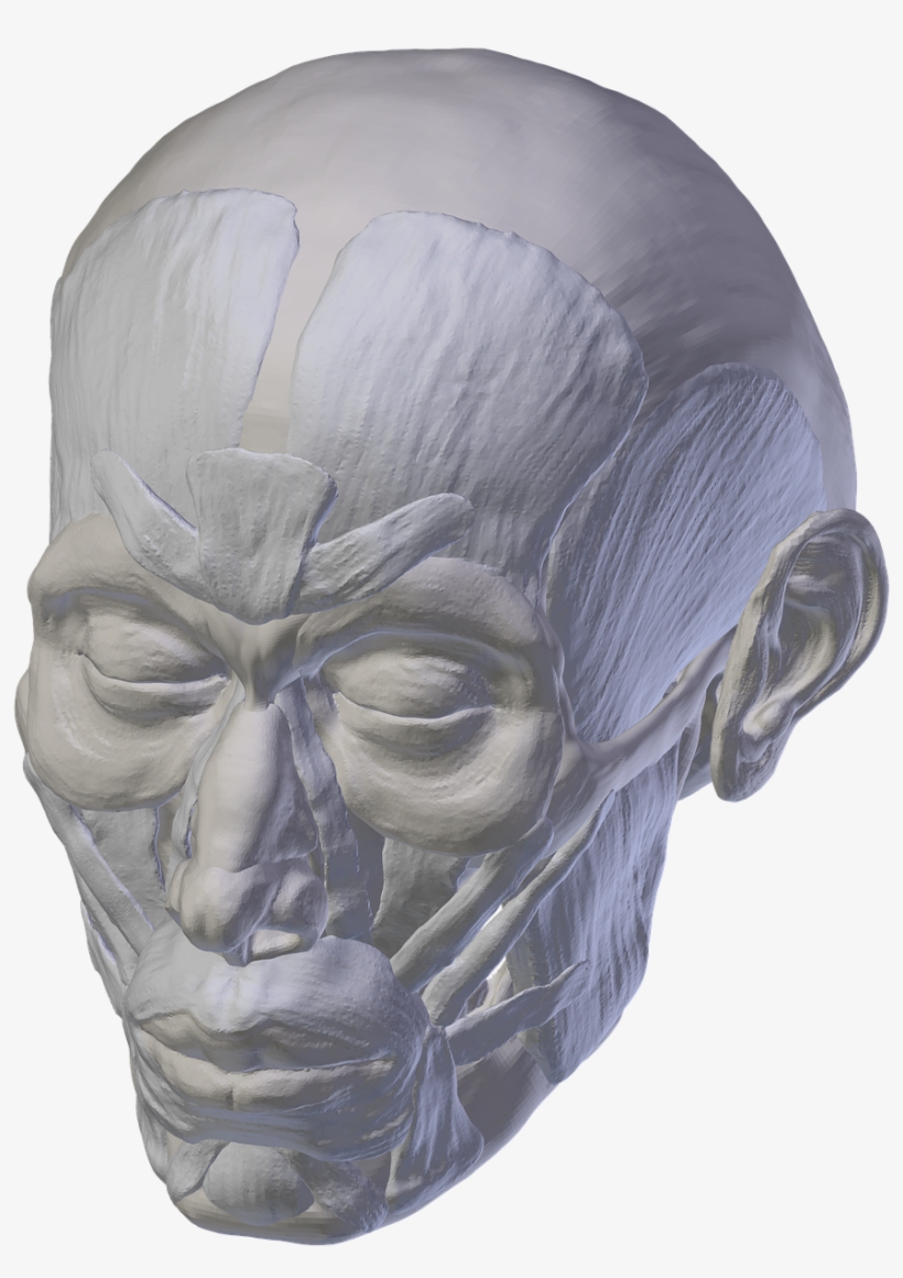 Skull,anatomy,skull And - Skull, transparent png download