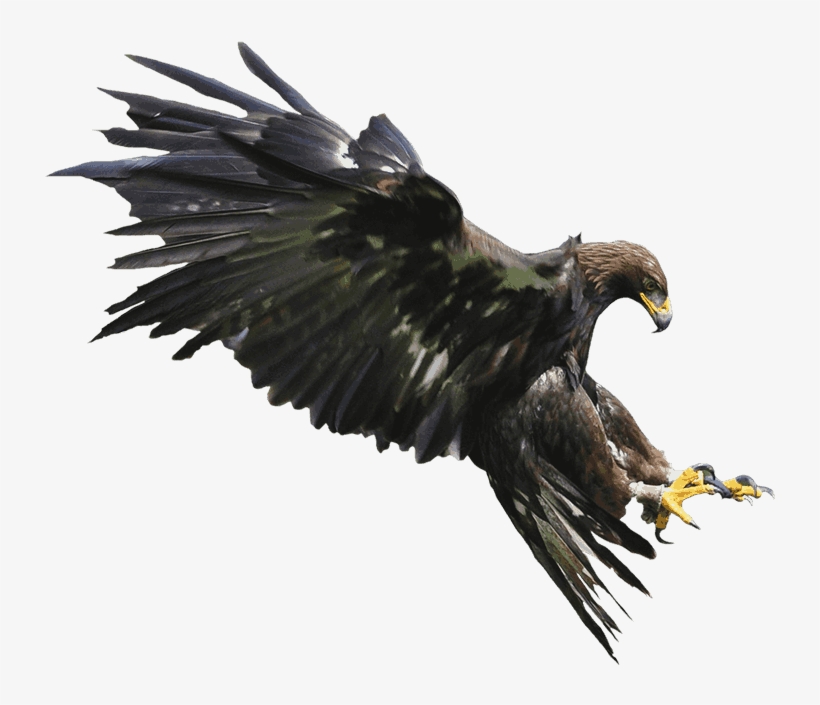 Buscar Con Google - Aguila Mexicana Png, transparent png download