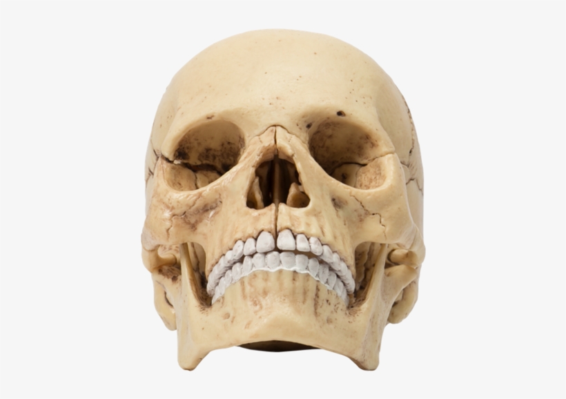 Skull, transparent png download