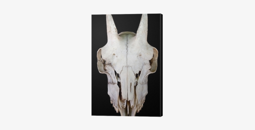 Skull, transparent png download