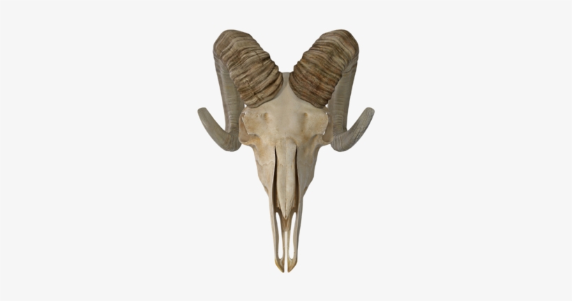 Enter The Temple - Skull, transparent png download