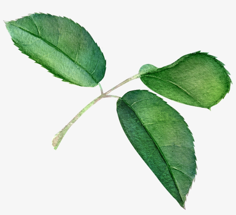 Where To Buy The Perfect Valentine's Day Bouquet Online - Transparent Rose Leaves, transparent png download