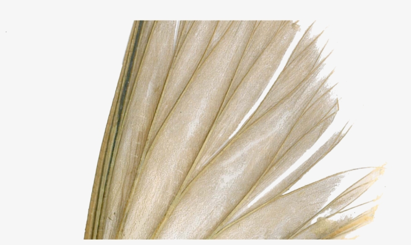 2nd May - Palm Tree, transparent png download