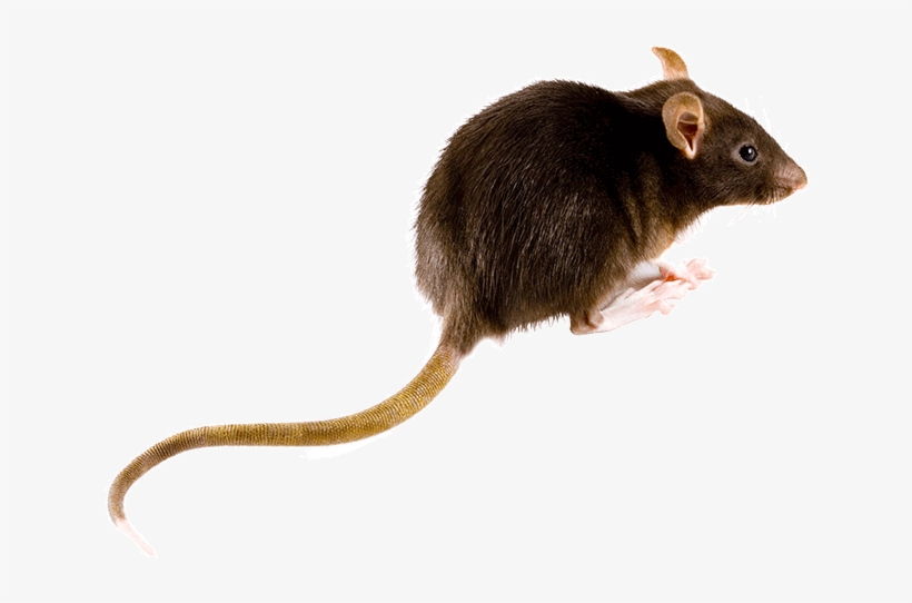 What Do Rats Look Like - Brown Rat, transparent png download