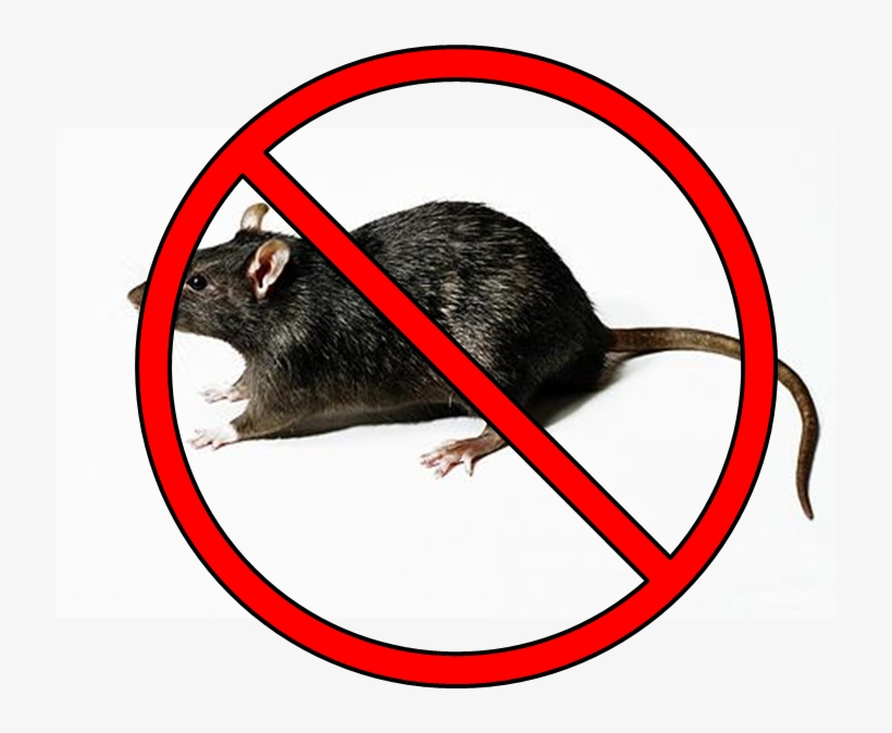 No Rats Here - Rat And Cockroach, transparent png download