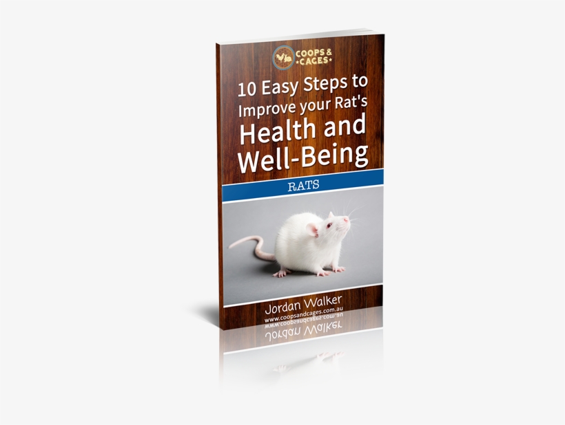 10 Easy Steps To Improve Your Rat's Health And Well-being - Want A Pet Rat: Fun Learning Activities [book], transparent png download