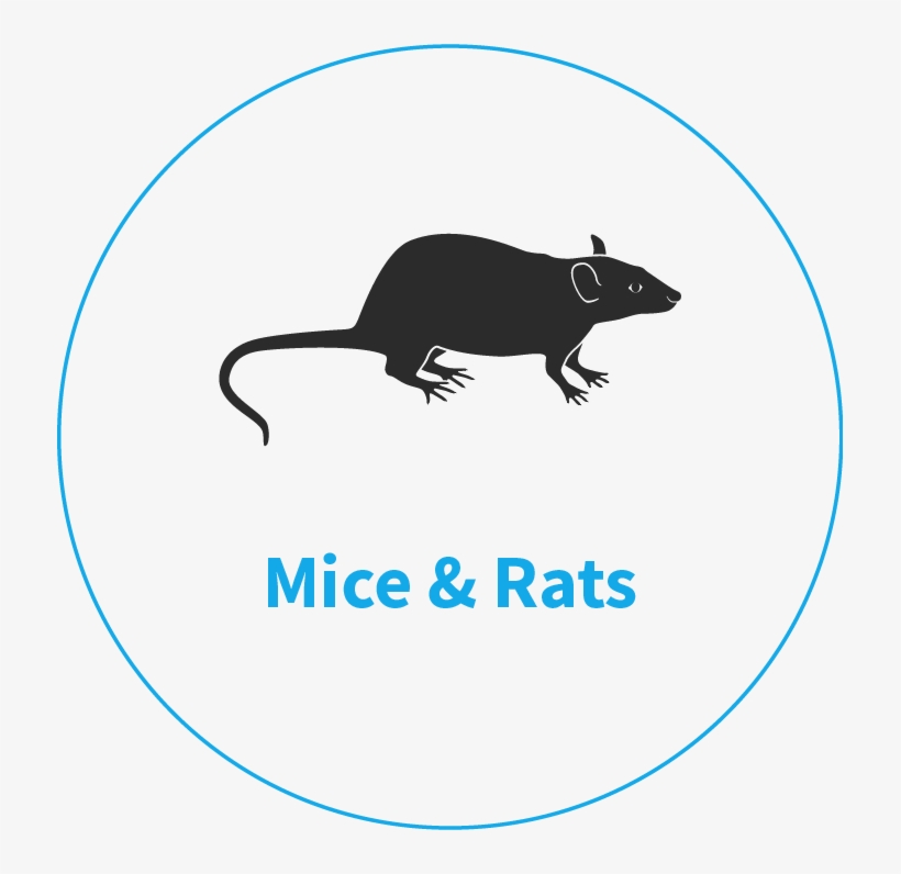 Rodent Pest Control King's Lynn - Rat, transparent png download