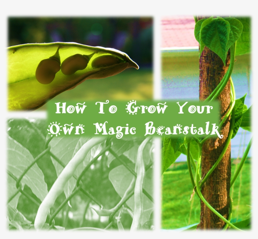 Just Like Jack, Your Little Ones Can Use Special “magic - Animal, transparent png download