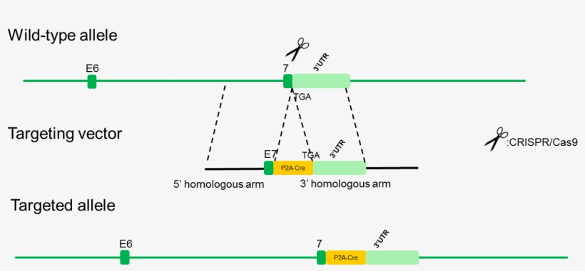 B Drd2 Cre Rats - Dopamine Receptor D2, transparent png download