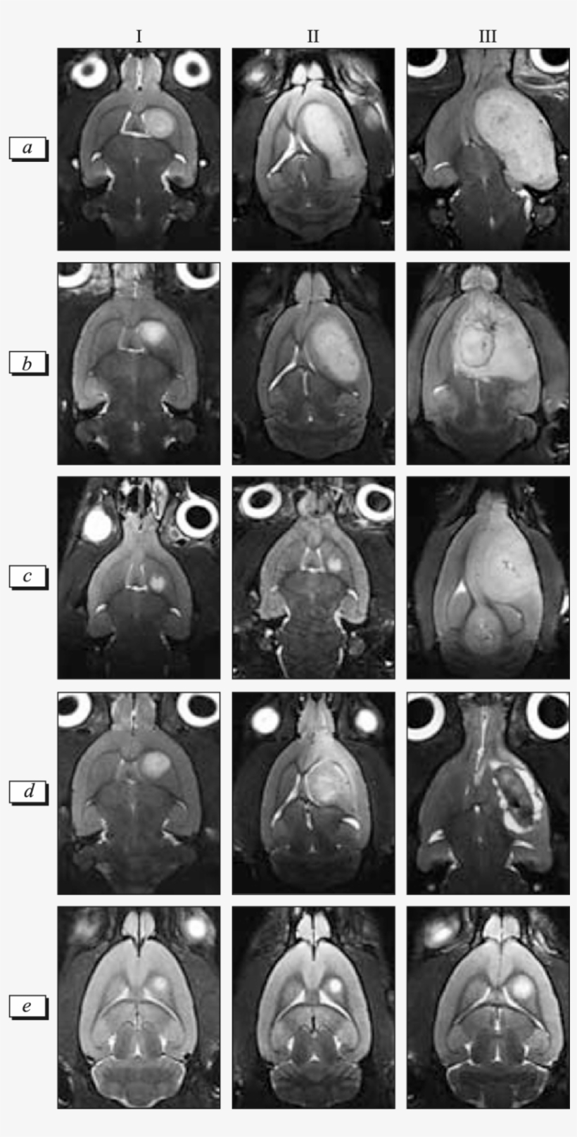 Mrt Images Of Rats With C6 Experimental Glioma After - Combination Therapy, transparent png download