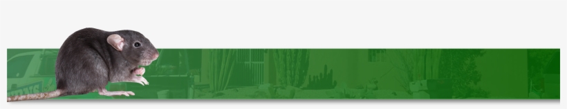 Thanks To Our Expertise With Both Residential And Commercial - Artificial Turf, transparent png download